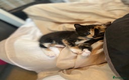 Mixed Breed cats for sale: Kitten’s for sale - Image 13