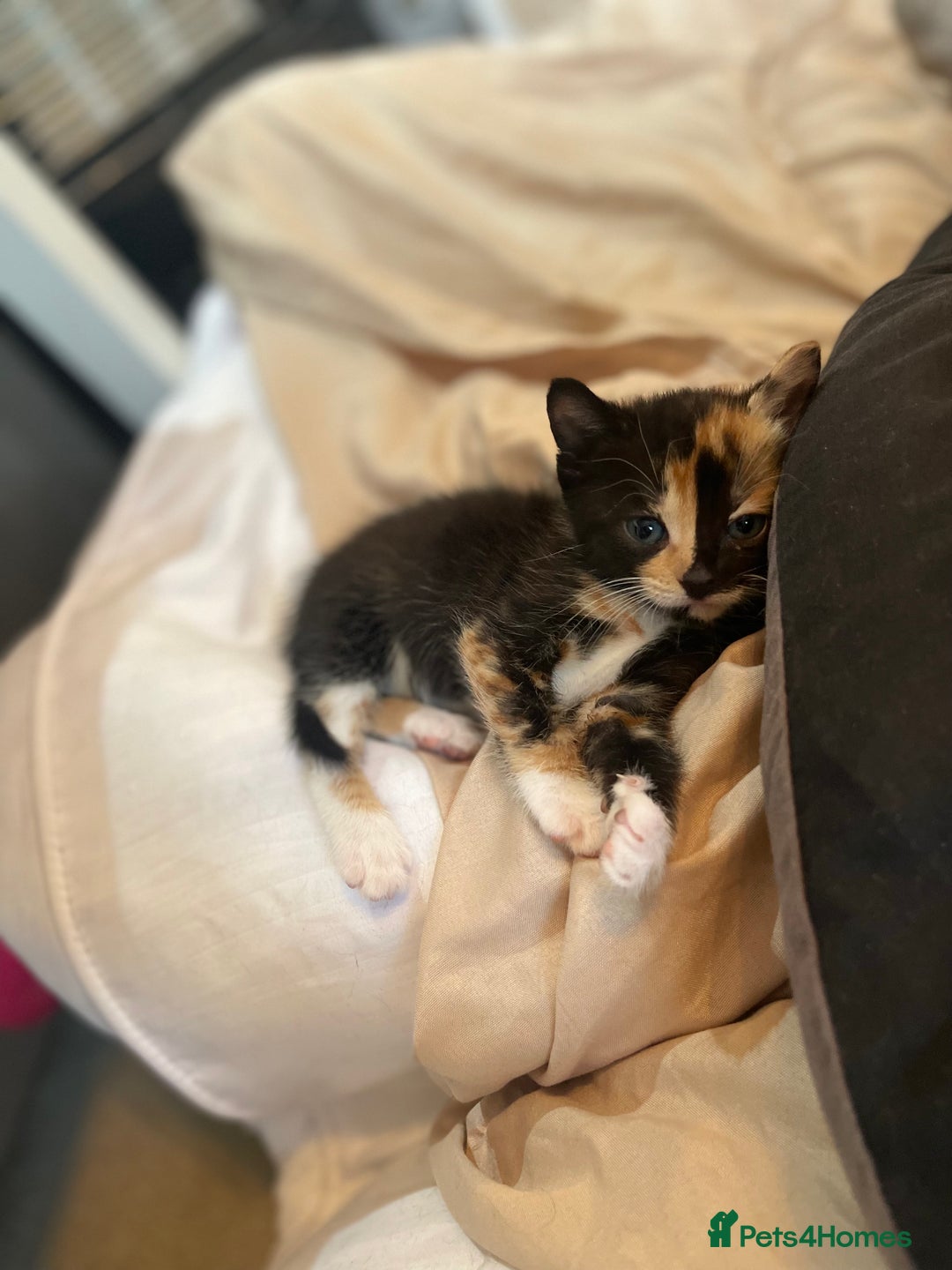 Mixed Breed cats for sale: Kitten’s for sale - Image 13