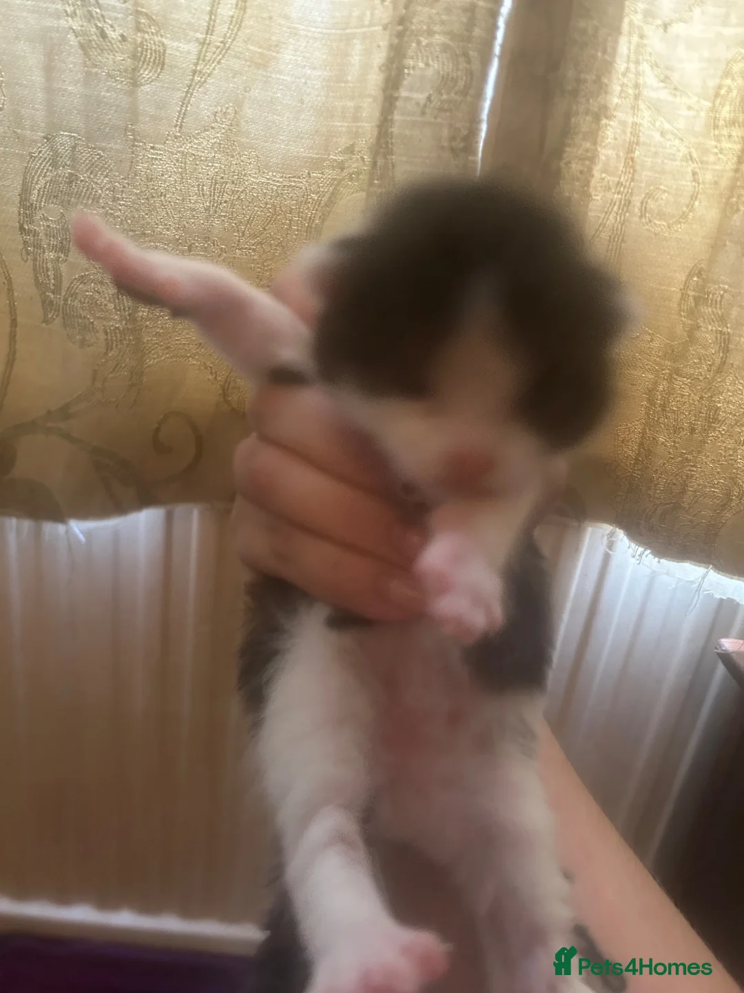 Mixed Breed cats for sale: 5 beautiful kittens  - Advert 2