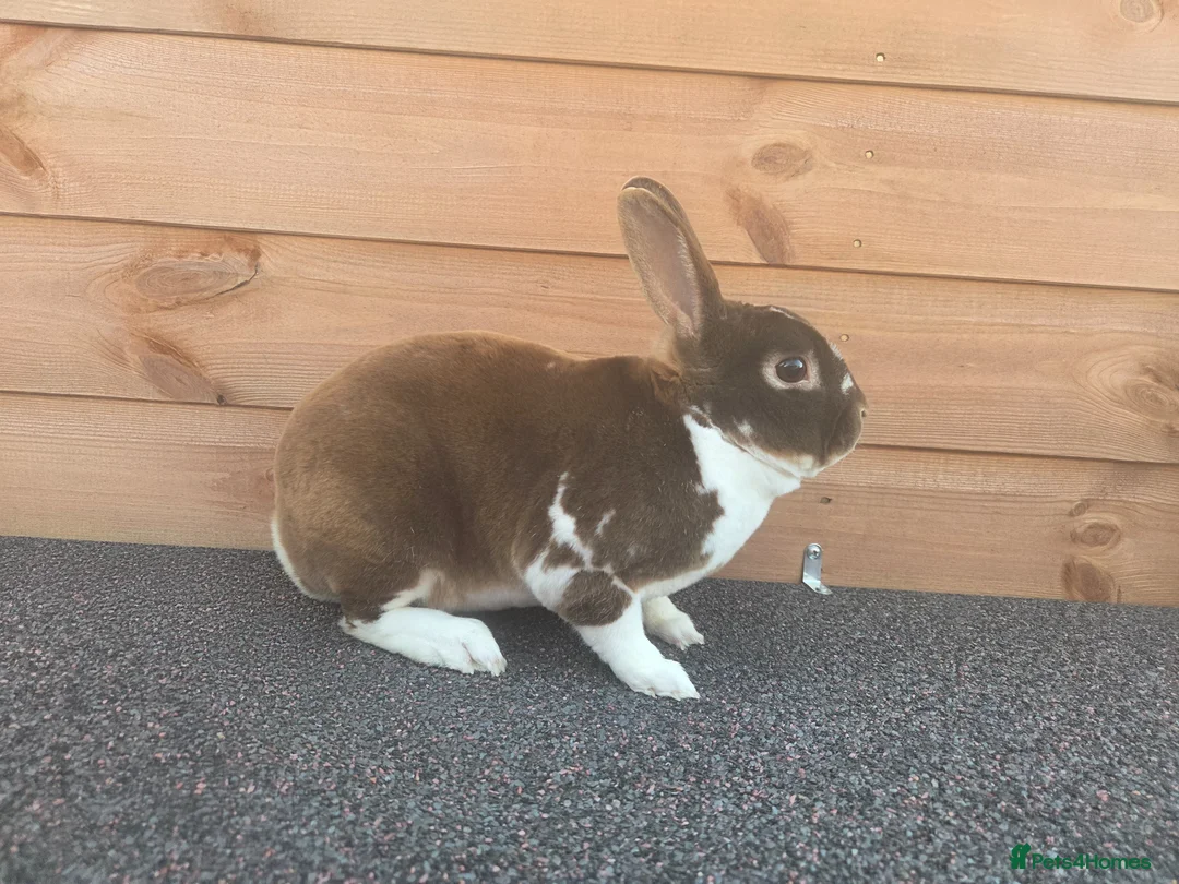 Rex rabbits for sale: Bruno looking for new home - Advert 2