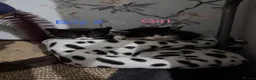 Mixed Breed cats for sale: 3 kittens ready for new homes  - Advert 15
