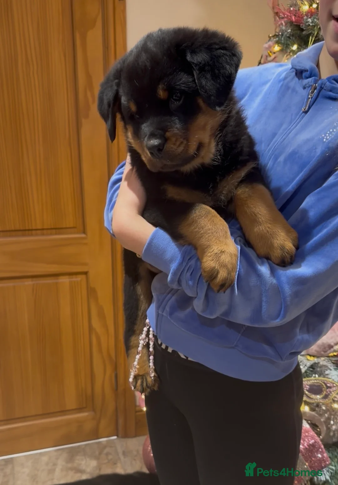 Rottweiler dogs for sale: READY NOW 2 female Rottweiler puppies - Advert 5