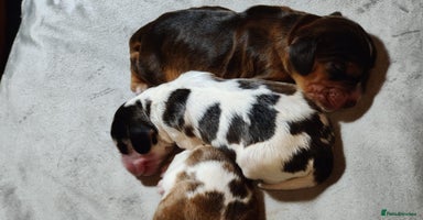 Cocker Spaniel dogs - Advert 2
