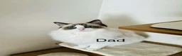 Ragdoll cats for sale: Beautiful ragdoll kittens - Advert 7