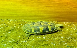 Hermann Tortoise reptiles for sale: Lovely Hermanns Tortoise looking for a new home  - Image 8