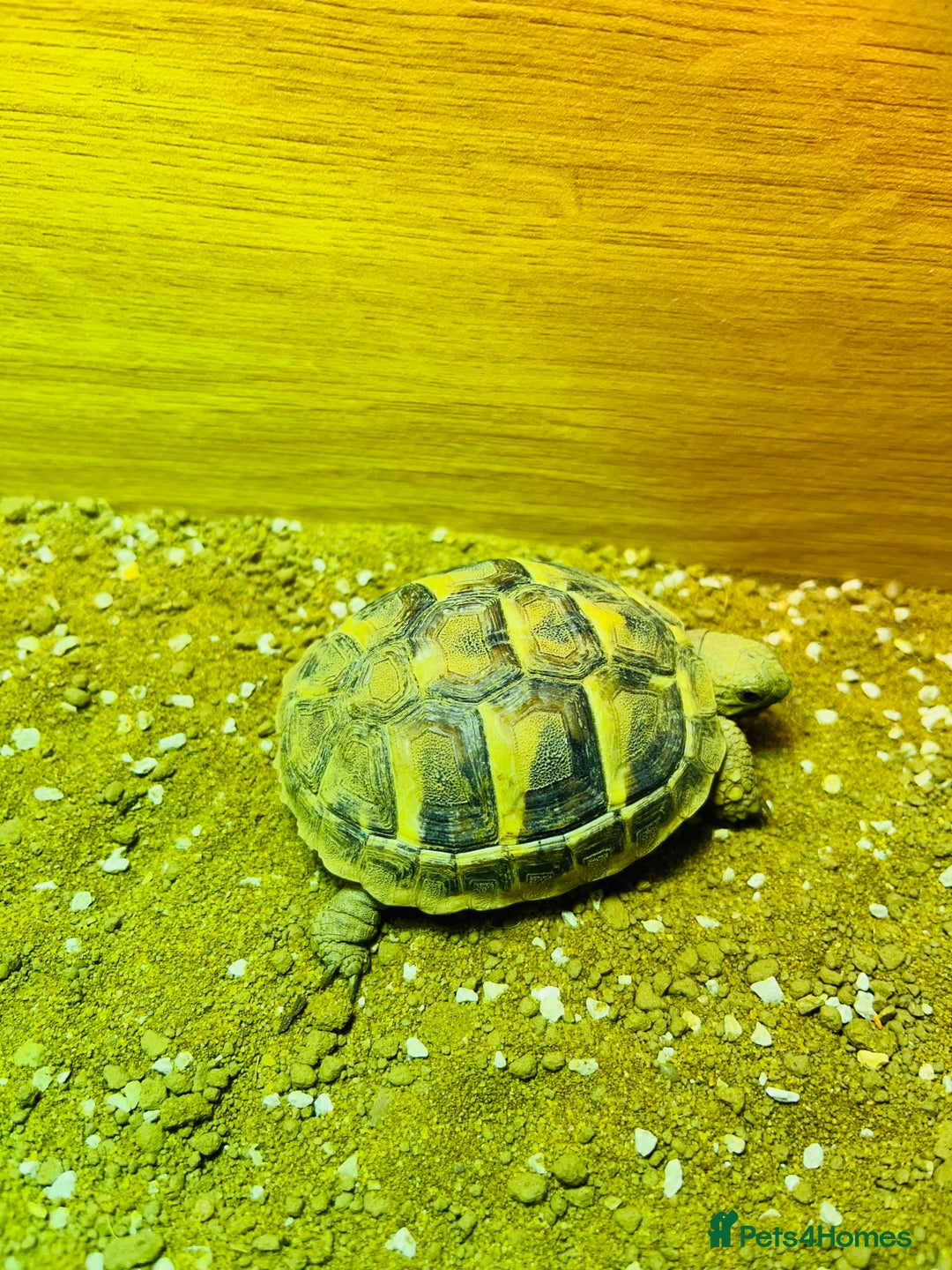 Hermann Tortoise reptiles for sale: Lovely Hermanns Tortoise looking for a new home  - Image 8