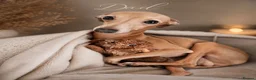 Italian Greyhound dogs for sale: Beautiful Italian Greyhound Puppies – 2 Girls, Boy - Advert 8