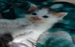 Mixed Breed cats for sale: Four lovely fluffy kittens  - Image 6