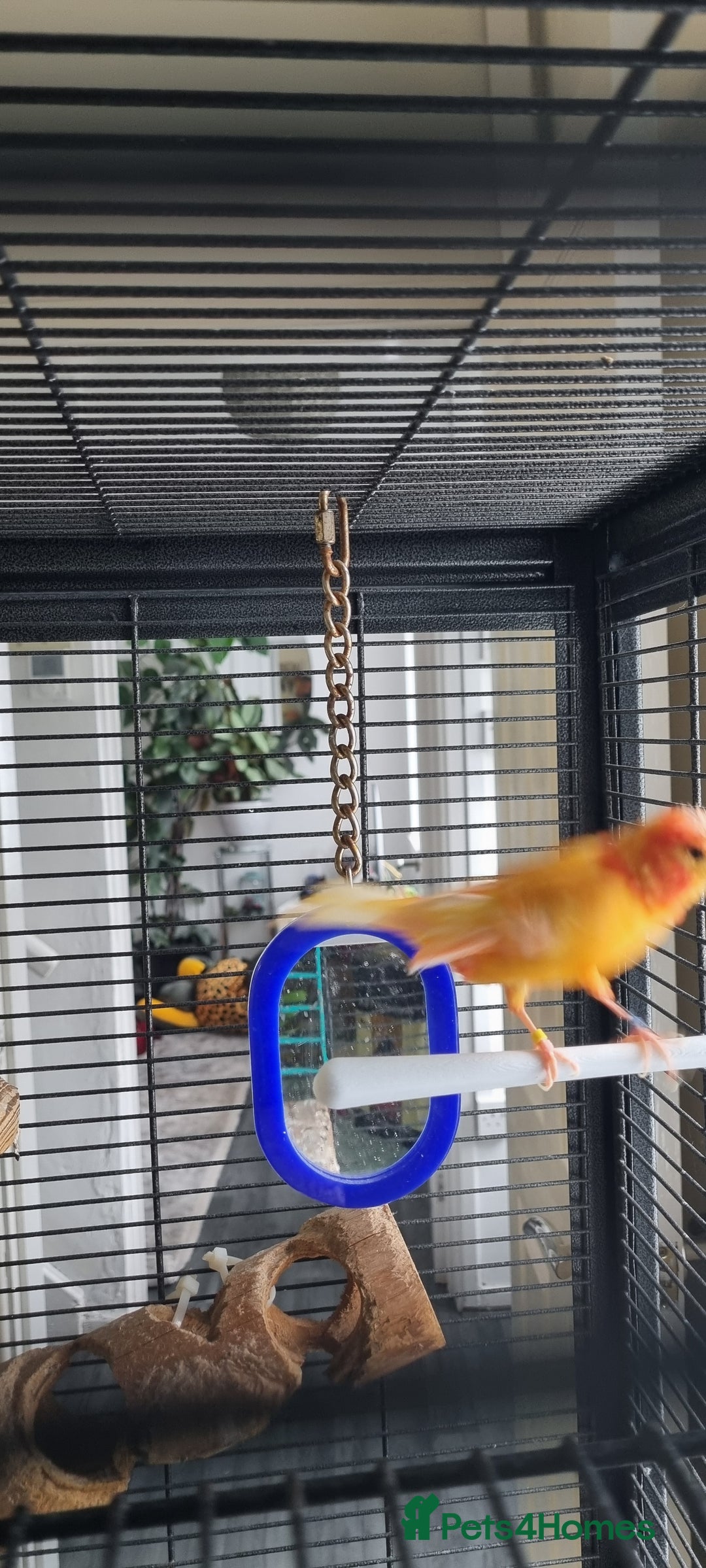 Canaries birds for sale: Canary  - Image 8