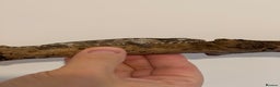 Gecko reptiles for sale: Caledonian giant gecko - Advert 8