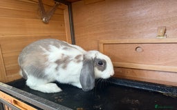 French Lop rabbits for sale: Super Lop Girl ! 🐰 - Advert 2