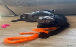 Staffordshire Bull Terrier dogs for sale: Kc reg staffordshire bull terrier female - Image 2