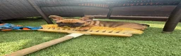 French Bulldog dogs for sale: Beautiful, original red fawns  in Hemel Hempstead - Advert 3
