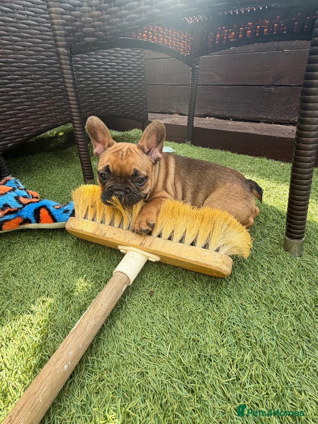 French Bulldog dogs for sale: Beautiful, original red fawns  in Hemel Hempstead - Advert 3