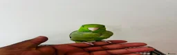 Parakeets birds for sale: SEMITAME Male parrotlet with setup  - Advert 2