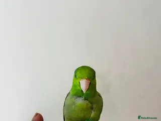 Parakeets birds SEMITAME Male parrotlet with setup - Advert 2