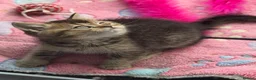 British Shorthair cats for sale: British shorthair kittens ❤️ - Advert 10