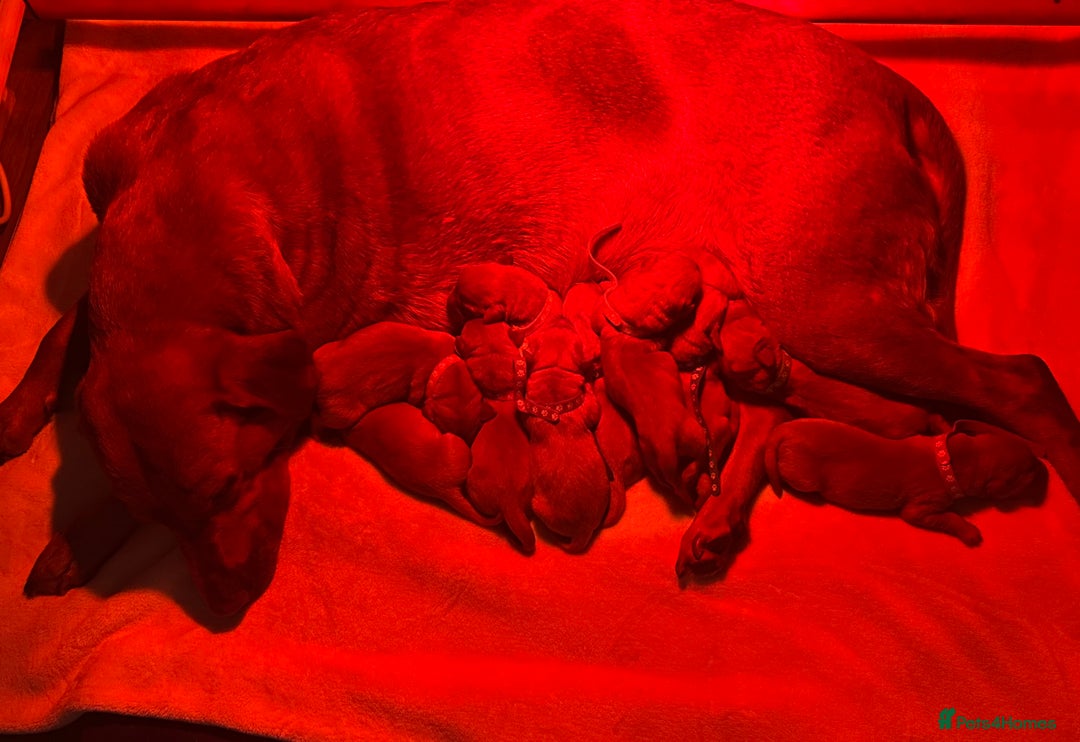 Labrador Retriever dogs for sale: 10 Beautiful Fox Red Labrador Puppies - Image 5