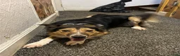 Border Collie dogs for stud: Friendly Male Border Collie – Ash - Advert 13