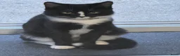 Mixed Breed cats for sale: 6 month male tuxedo for sale  - Advert 2