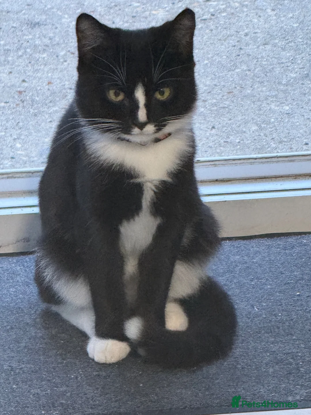 Mixed Breed cats for sale: 6 month male tuxedo for sale  - Advert 2