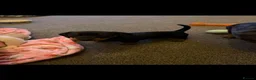 Miniature Dachshund dogs for sale: 2 miniature dachshunds for sale (smooth haired) in Lanark - Advert 5