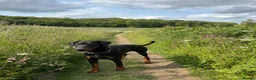 Dobermann dogs for stud: 🐾 Doberman Stud Available – First-Time Stud - Advert 4