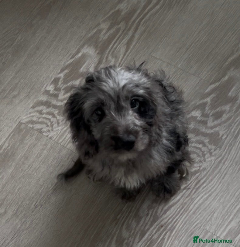 Cockapoo dogs Gorgeous F1 Cockapoo Puppies  - Advert 2