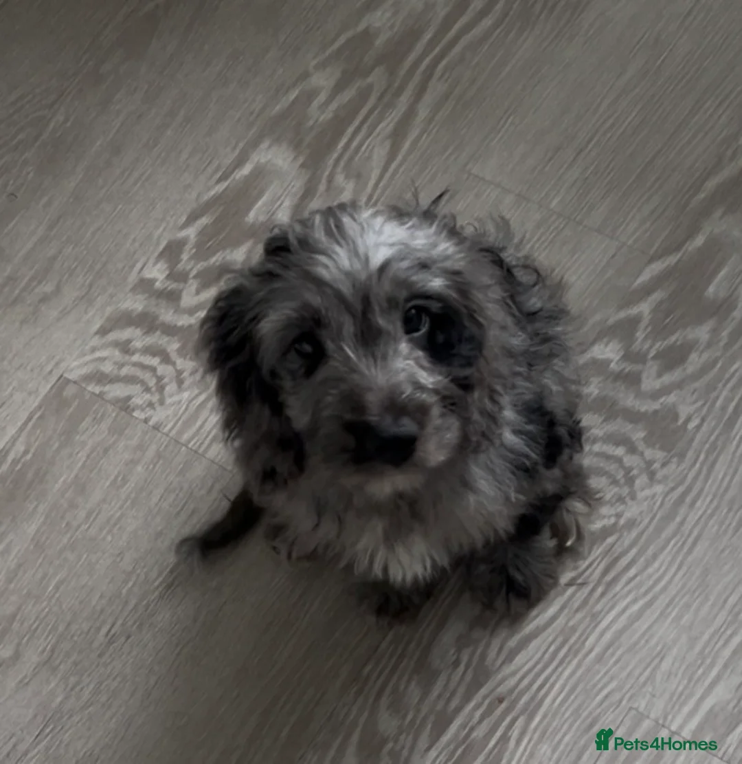 Cockapoo dogs for sale: Gorgeous F1 Cockapoo Puppies  - Advert 1