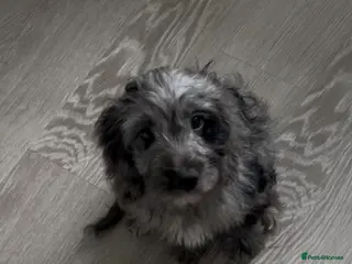 Cockapoo dogs Gorgeous F1 Cockapoo Puppies - Advert 2