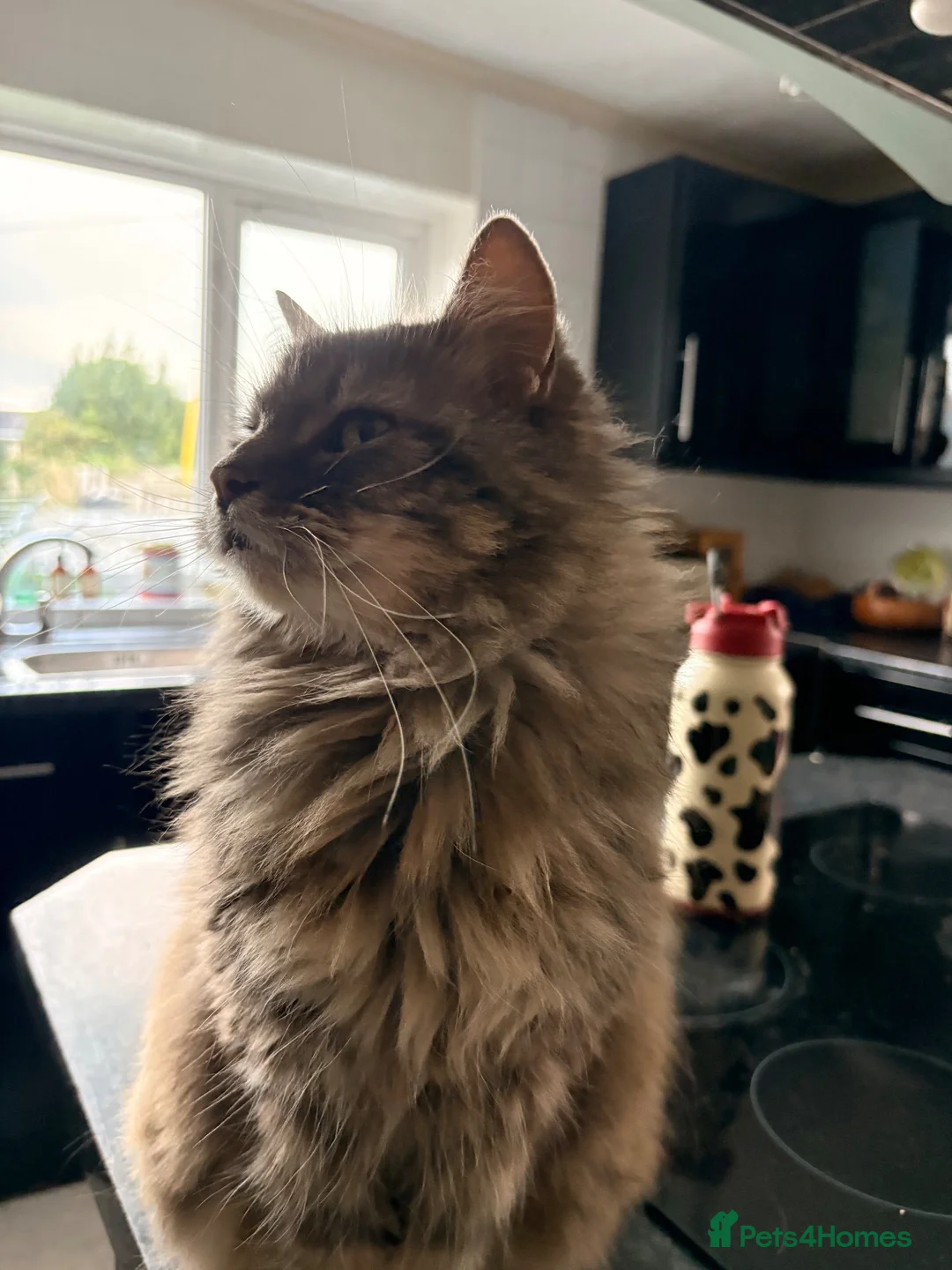 Mixed Breed cats for sale: Two cats looking for food home  in Redruth - Advert 2