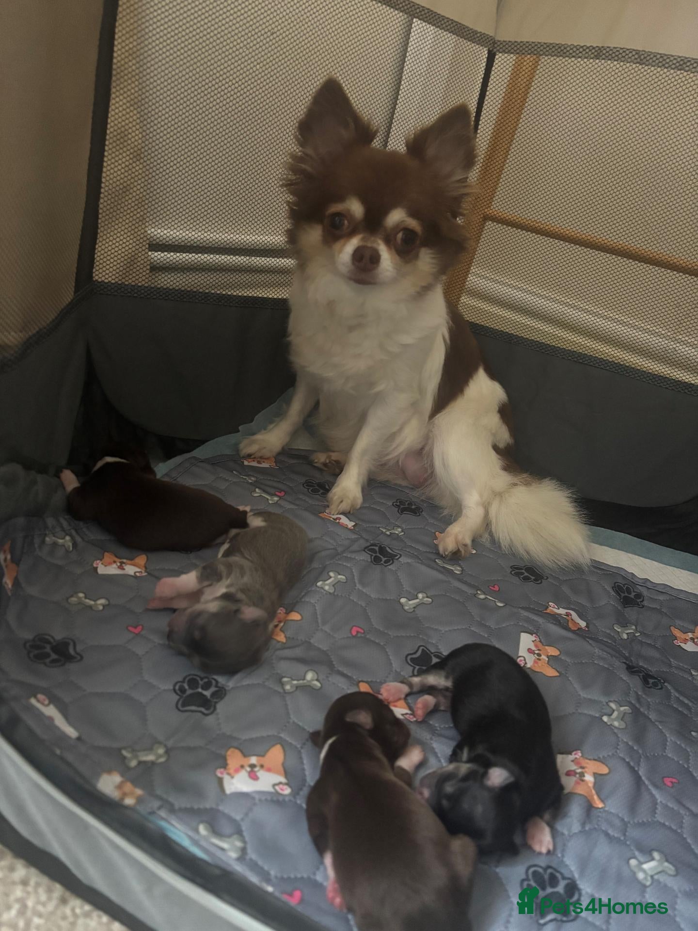 Chorkie dogs Chorkie Pups - Advert 2