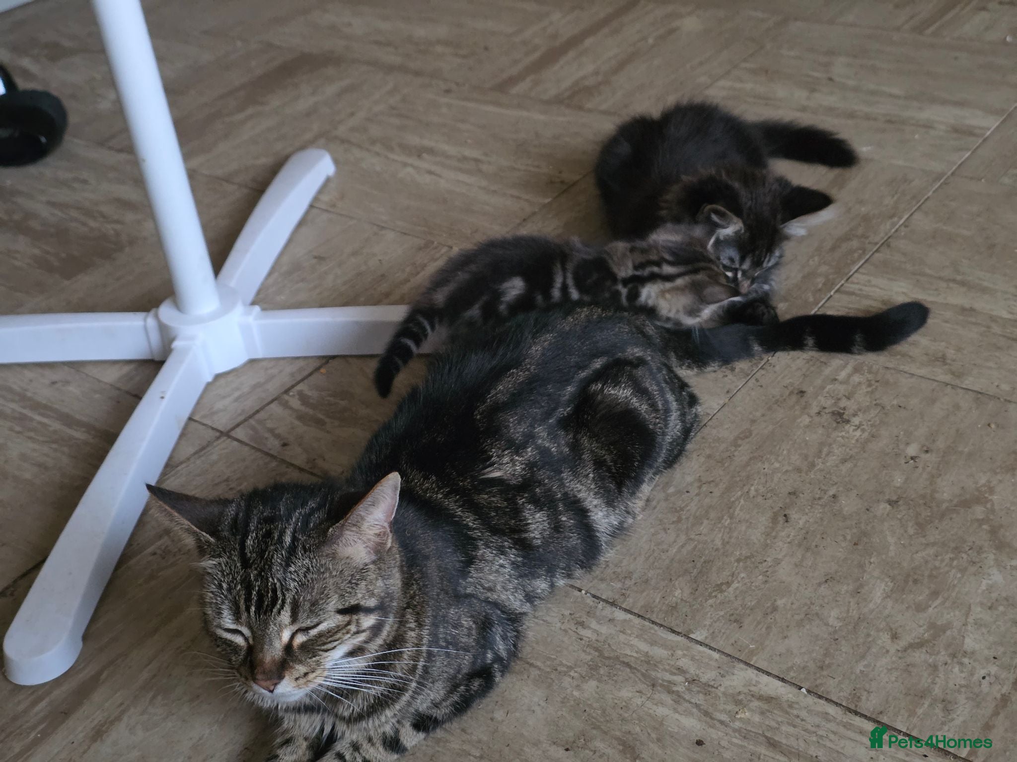 Mixed Breed cats 14 weeks old 1 boy 1 girl - Advert 1