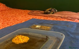 Frog reptiles for sale: Female Pac-Man frog - Image 6