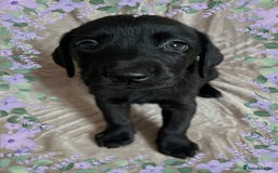 Labrador Retriever dogs for sale: 3 Beautiful female Labradors ready to leave❤️ - Image 6