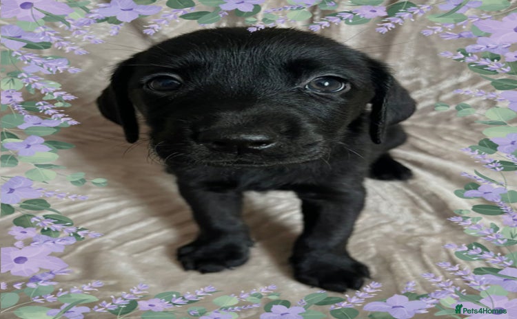 Labrador Retriever dogs - Advert 2