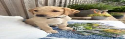Labrador Retriever dogs for sale: Two adorable golden Labrador puppies in Saffron Walden - Advert 8