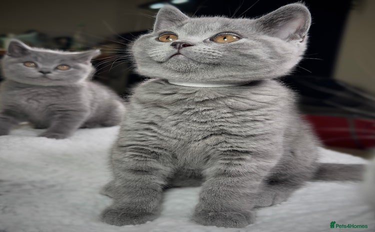 British Shorthair cats - Advert 13