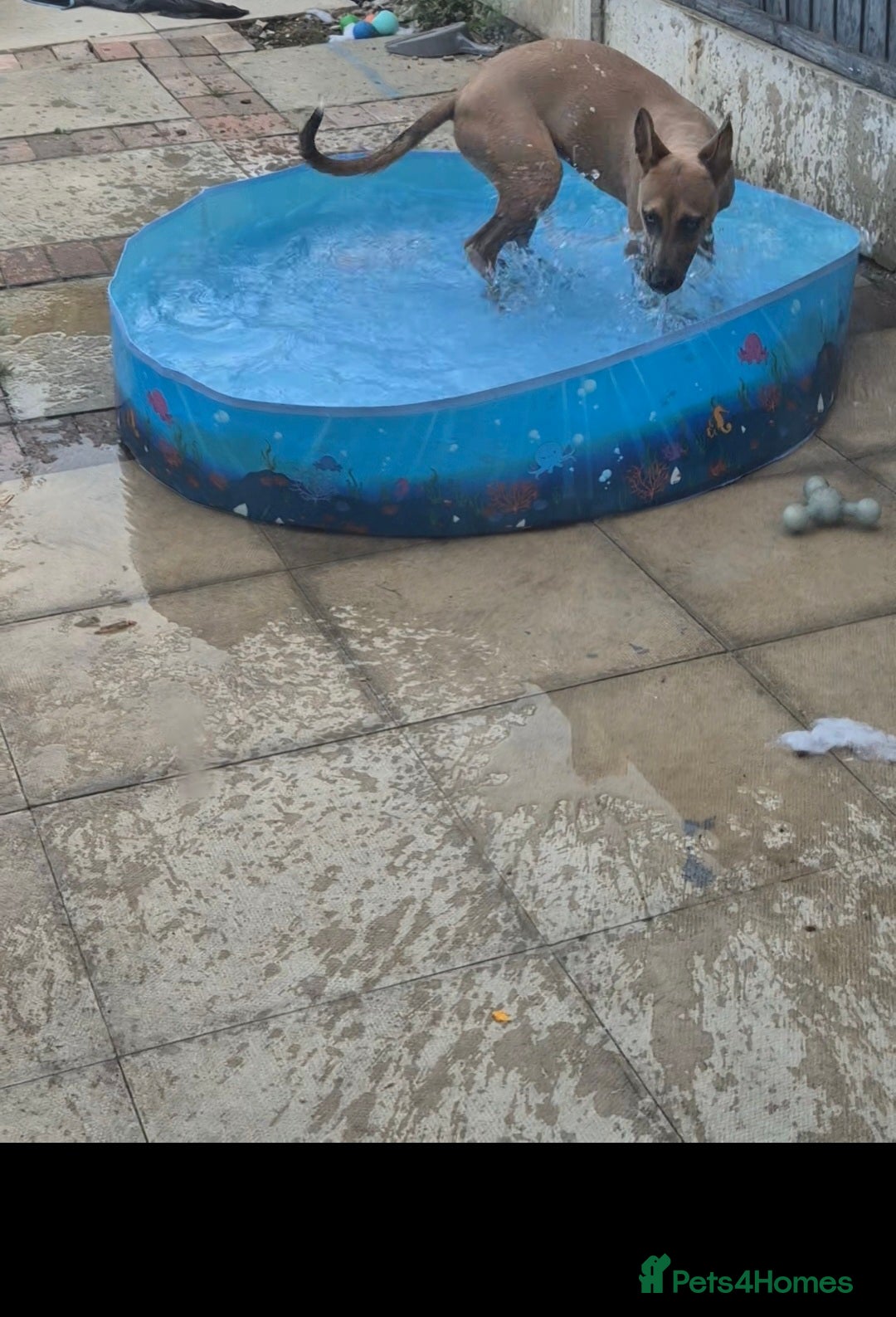 Mixed Breed dogs for sale: Belgian Malinois Kupa - Image 8