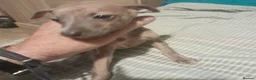 Mixed Breed dogs for sale: Whiggies. Whippet x Italuan greyhound - Advert 4