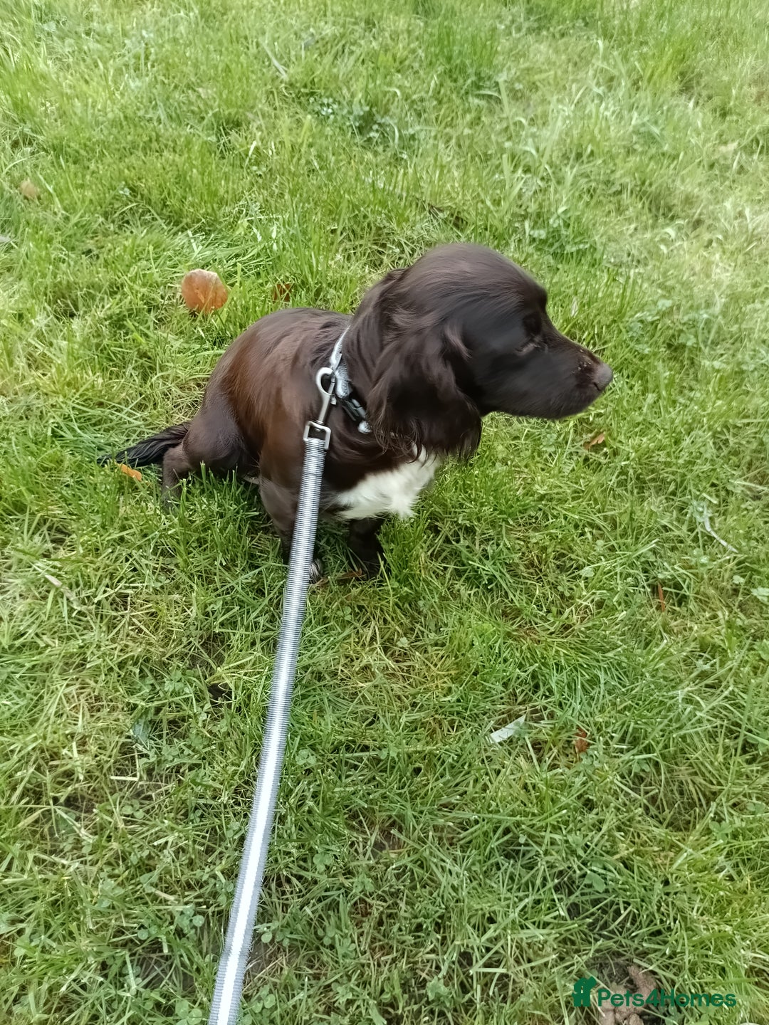 Cocker Spaniel dogs for sale: Chocolate Cocker Spaniel Girl  - Advert 2