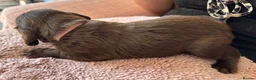 Springador dogs for sale: Chocolate Springador Puppies – Boys & Girls - Advert 16
