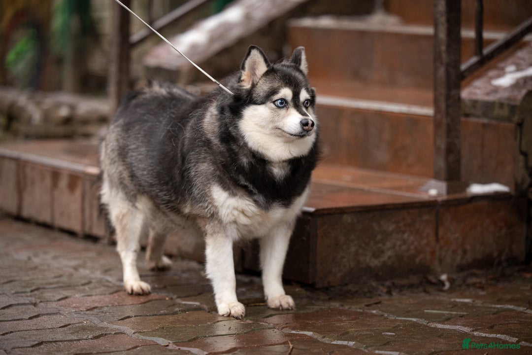 Alaskan Malamute dogs for adoption: GERA – Female Siberian Husky - Advert 4