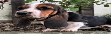 Basset Hound 7