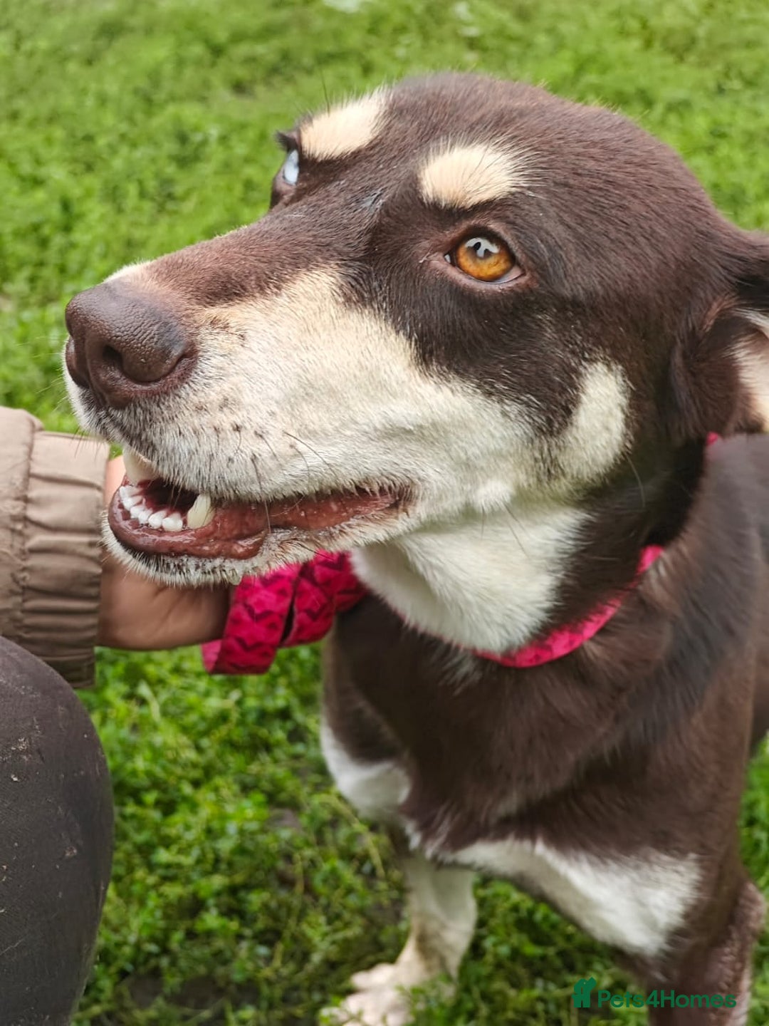Mixed Breed dogs for adoption: ❤️Azara❤️: 3-year-old small-to-low-medium girl  - Advert 19