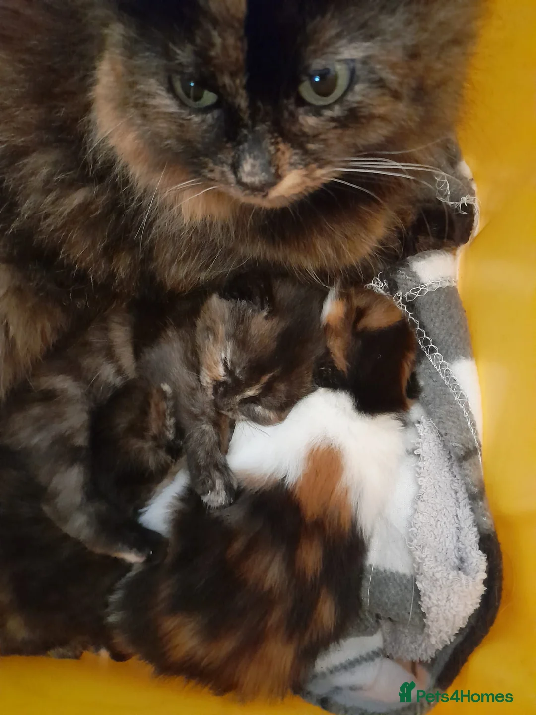 Mixed Breed cats for sale: Tortoiseshell/ calico fluffy  - Advert 7