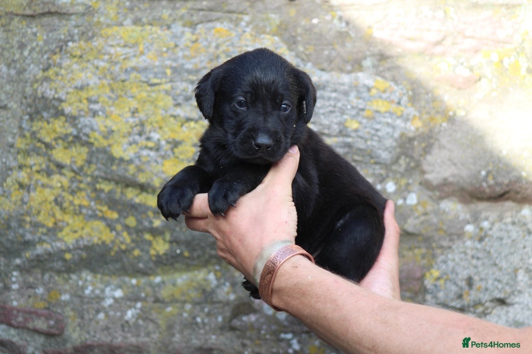 Labrador Retriever dogs for sale: Working Labrador Puppies  - Image 7