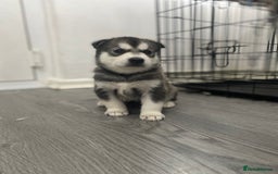 Siberian Husky dogs for sale: Full breed husky puppies - Image 7