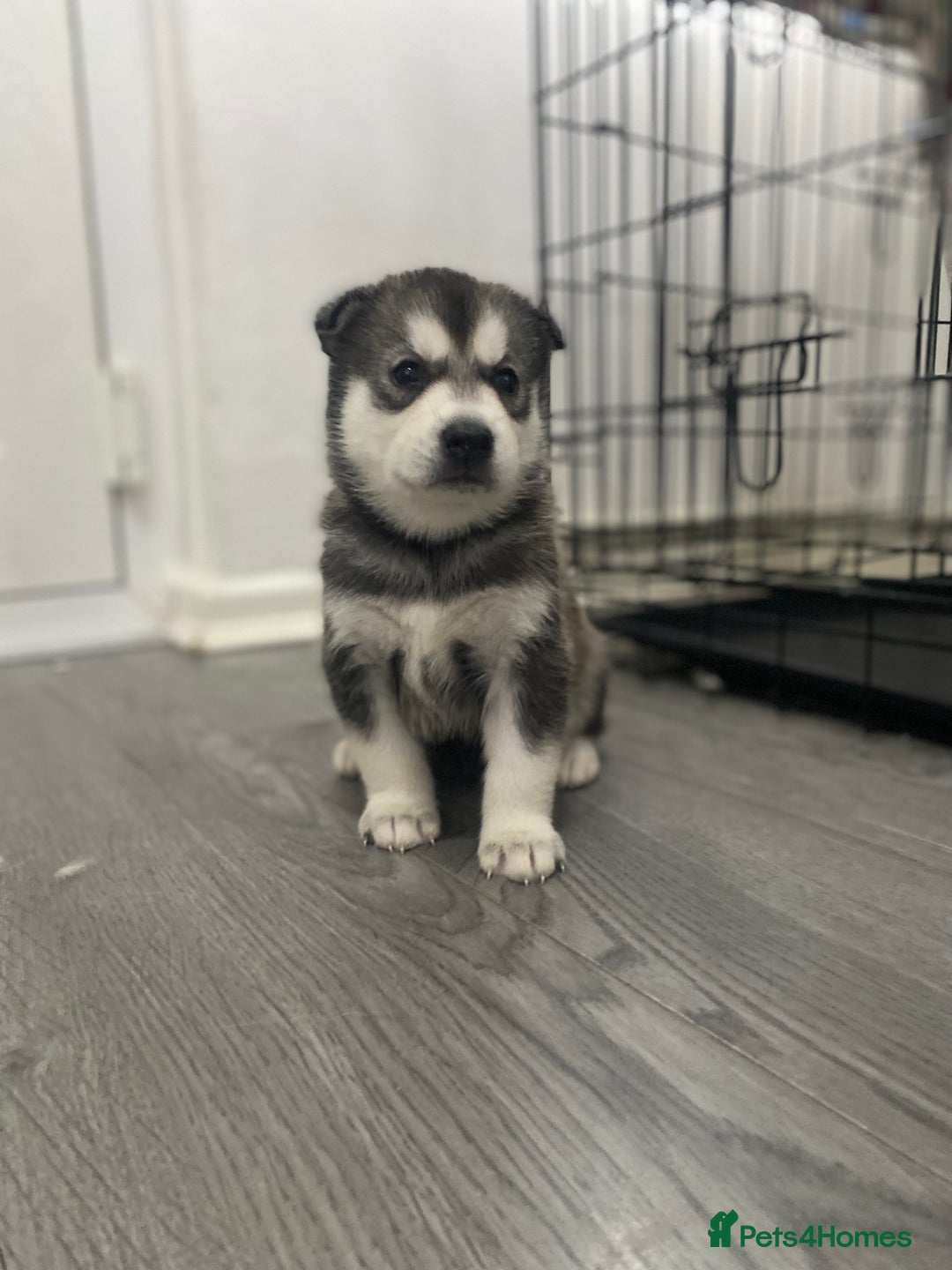Siberian Husky dogs for sale: Full breed husky puppies - Image 7