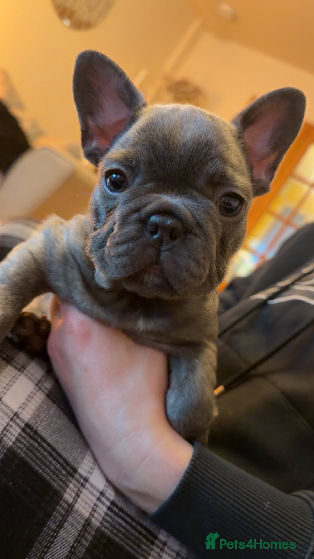 French Bulldog dogs for sale: 3 beautiful french bulldogs  - Image 5